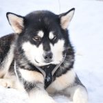 Mush Doggie