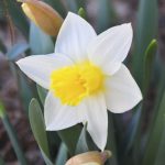 Daffodil
