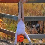 An upside down ballerina one