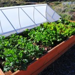 The Garden 2012