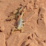Scorpion!